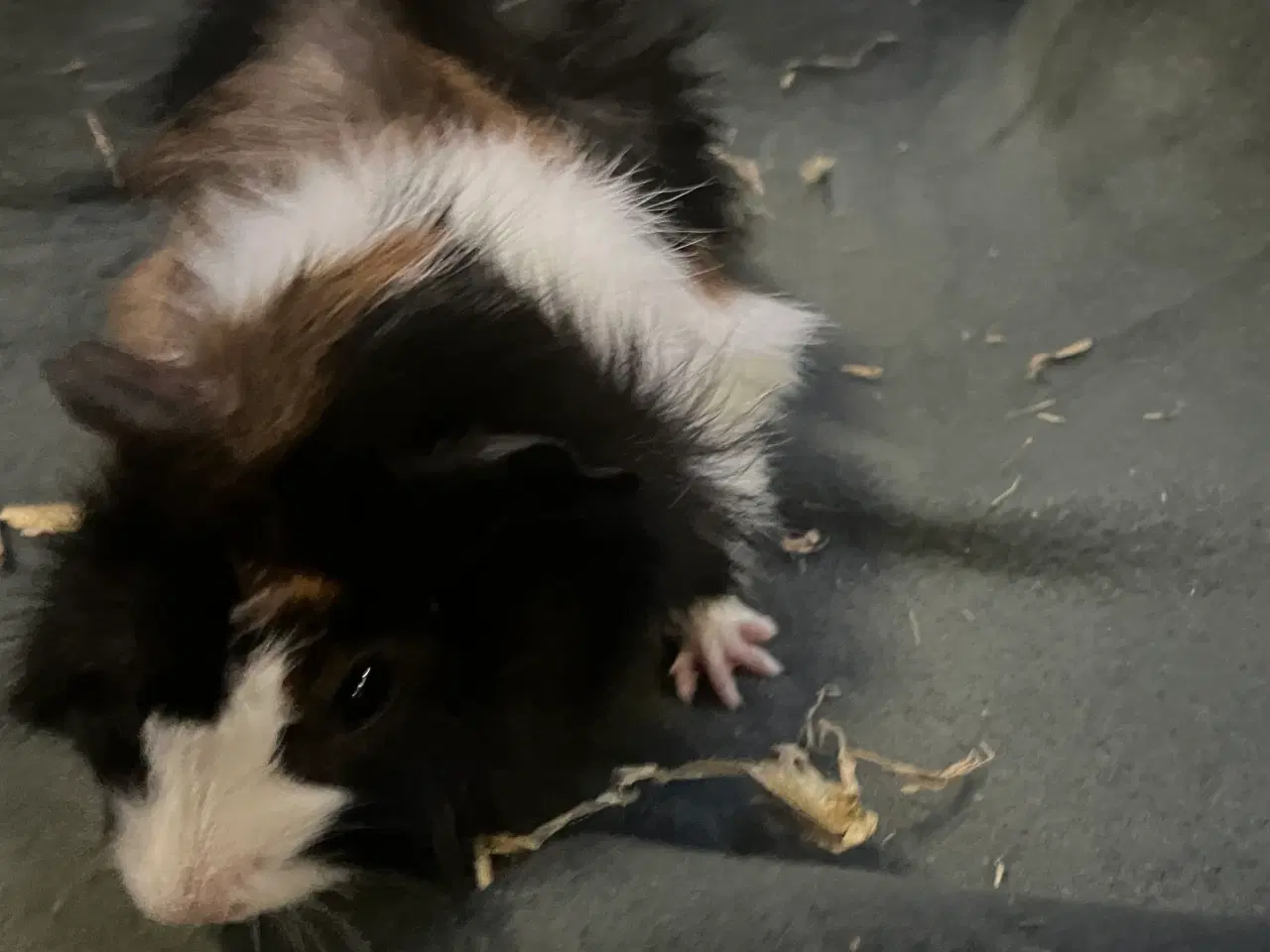 Billede 3 - Marsvinunger