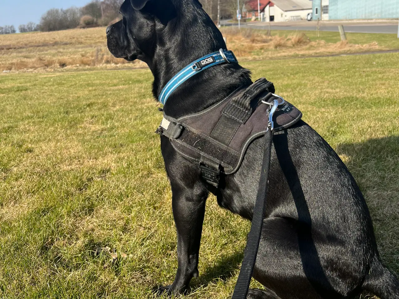 Billede 6 - Balter - labrador/fransk bulldog