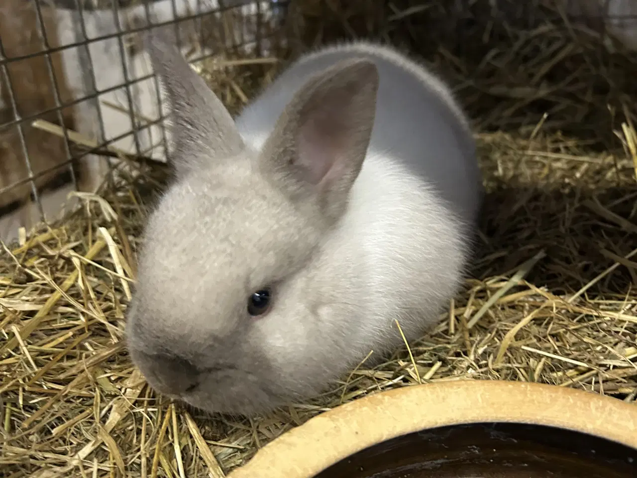 Billede 4 - Smuk zobel hermelin/rex han