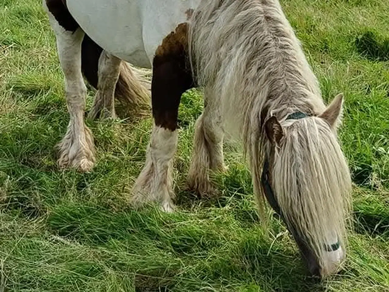 Billede 7 - Skøn lille hingst søger kommende makker