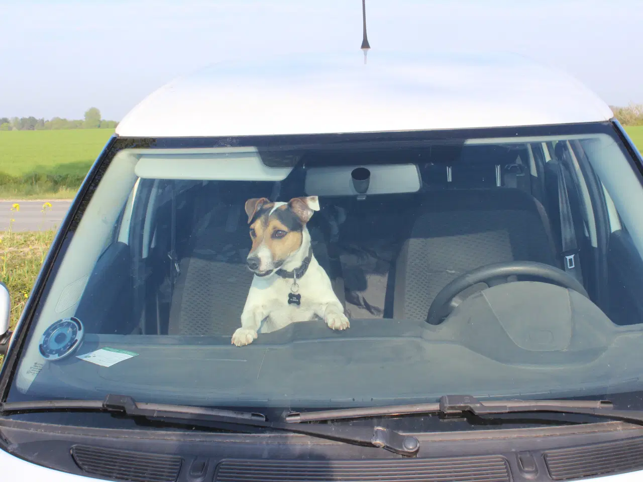 Billede 5 - Jack Russell terrier 