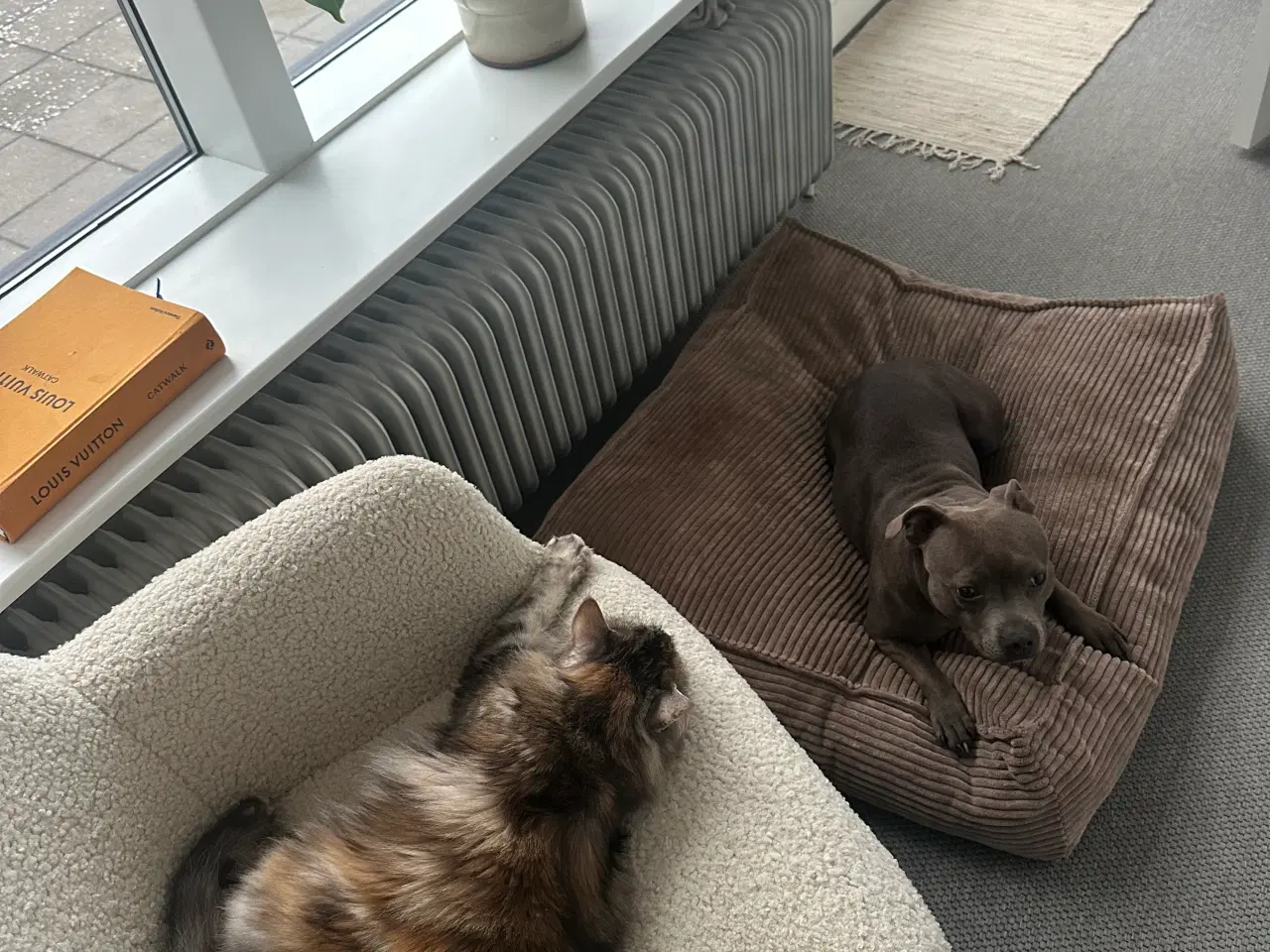 Billede 4 - Maine Coon kat 