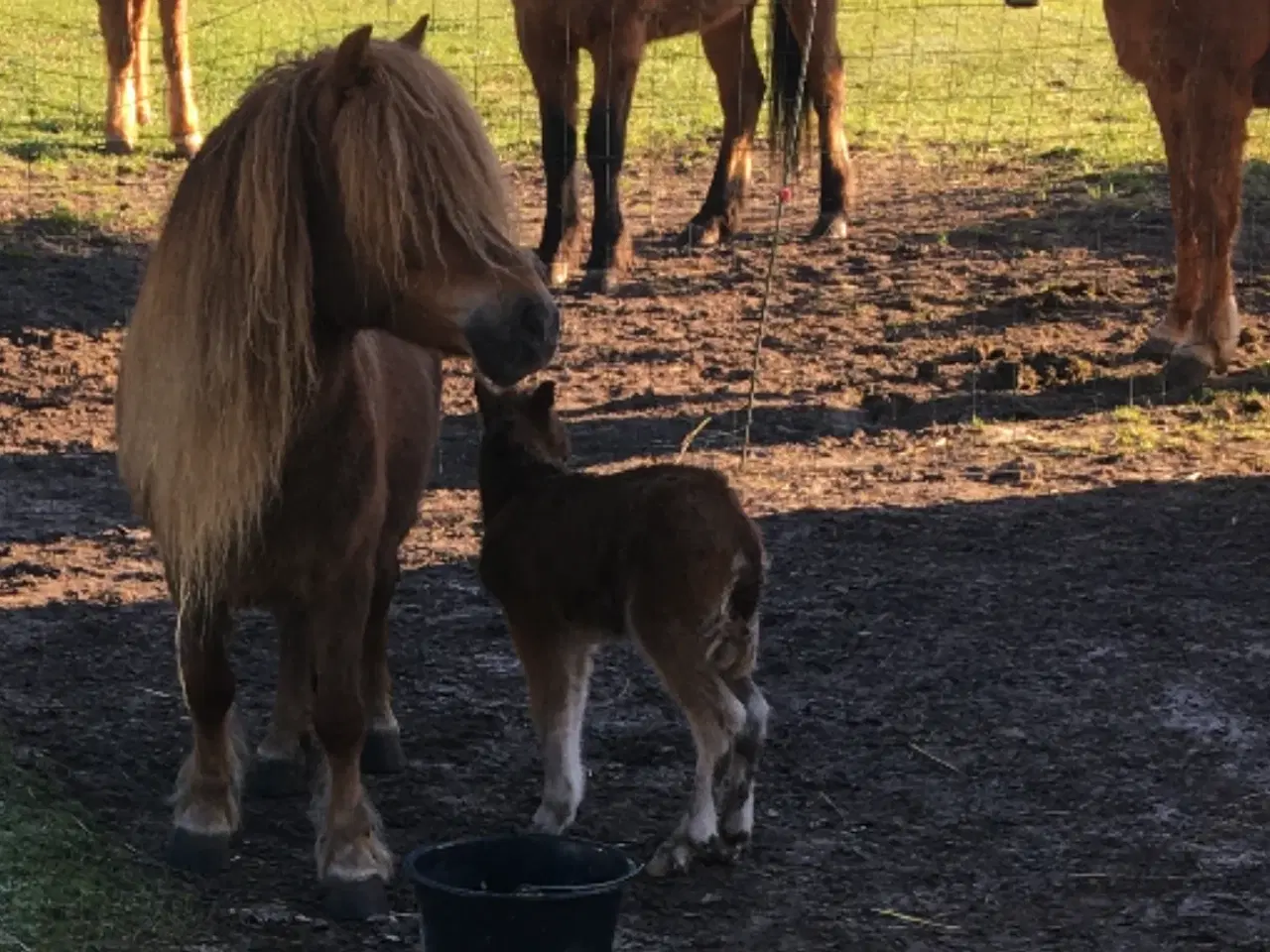 Billede 1 - Shetlands pony 