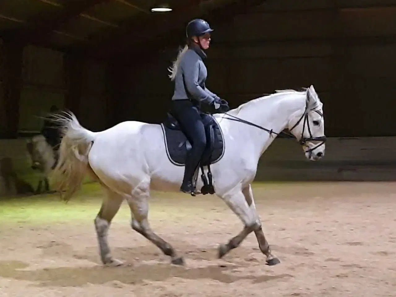 Billede 10 - 🐴 Smuk og alsidig vallak – Ronaldo søger sit sids