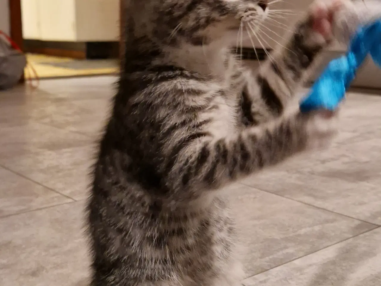 Billede 8 - Sød han kattekilling