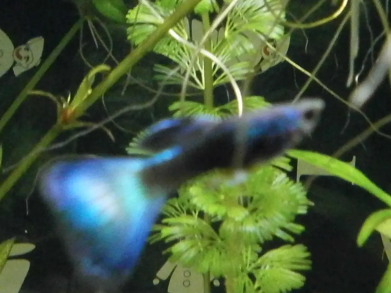 Billede 2 - Blue Moscow Guppy.