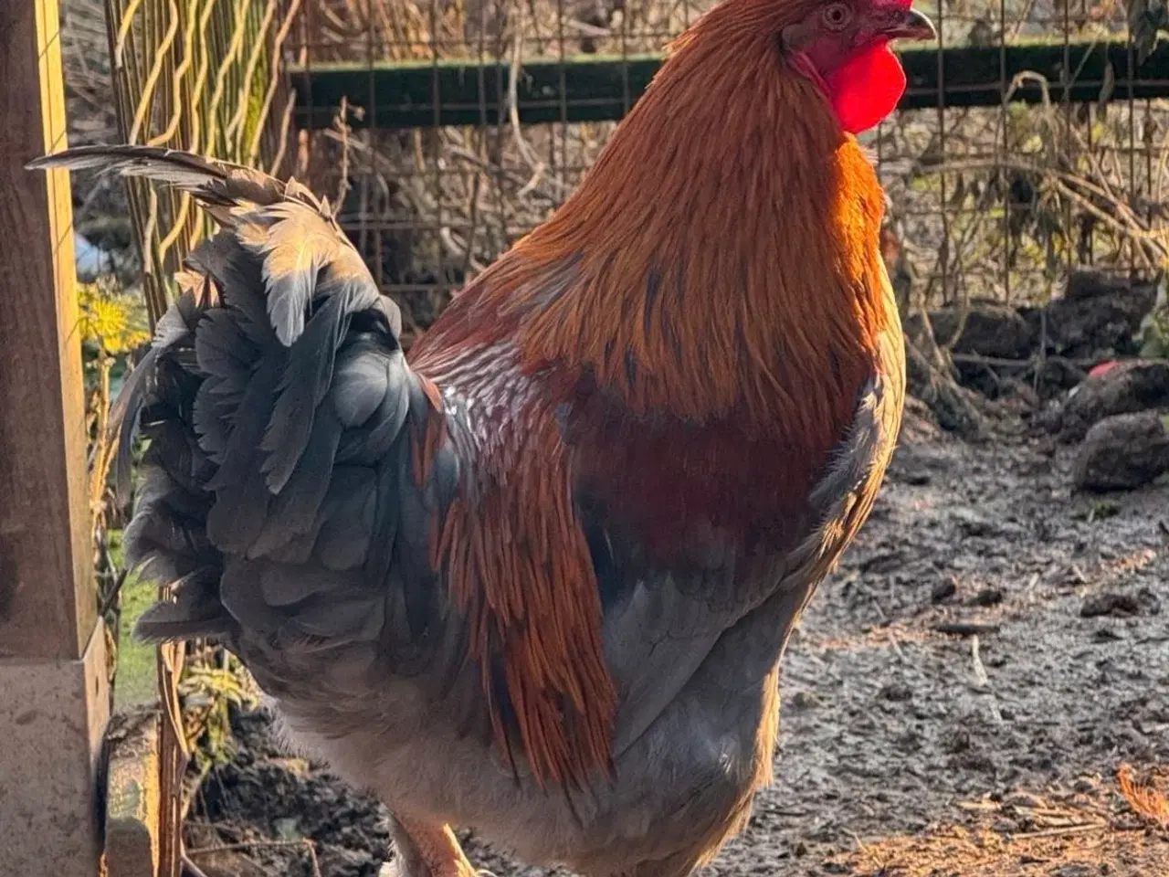 Billede 2 - Maran blå kobberfarvet rugeæg