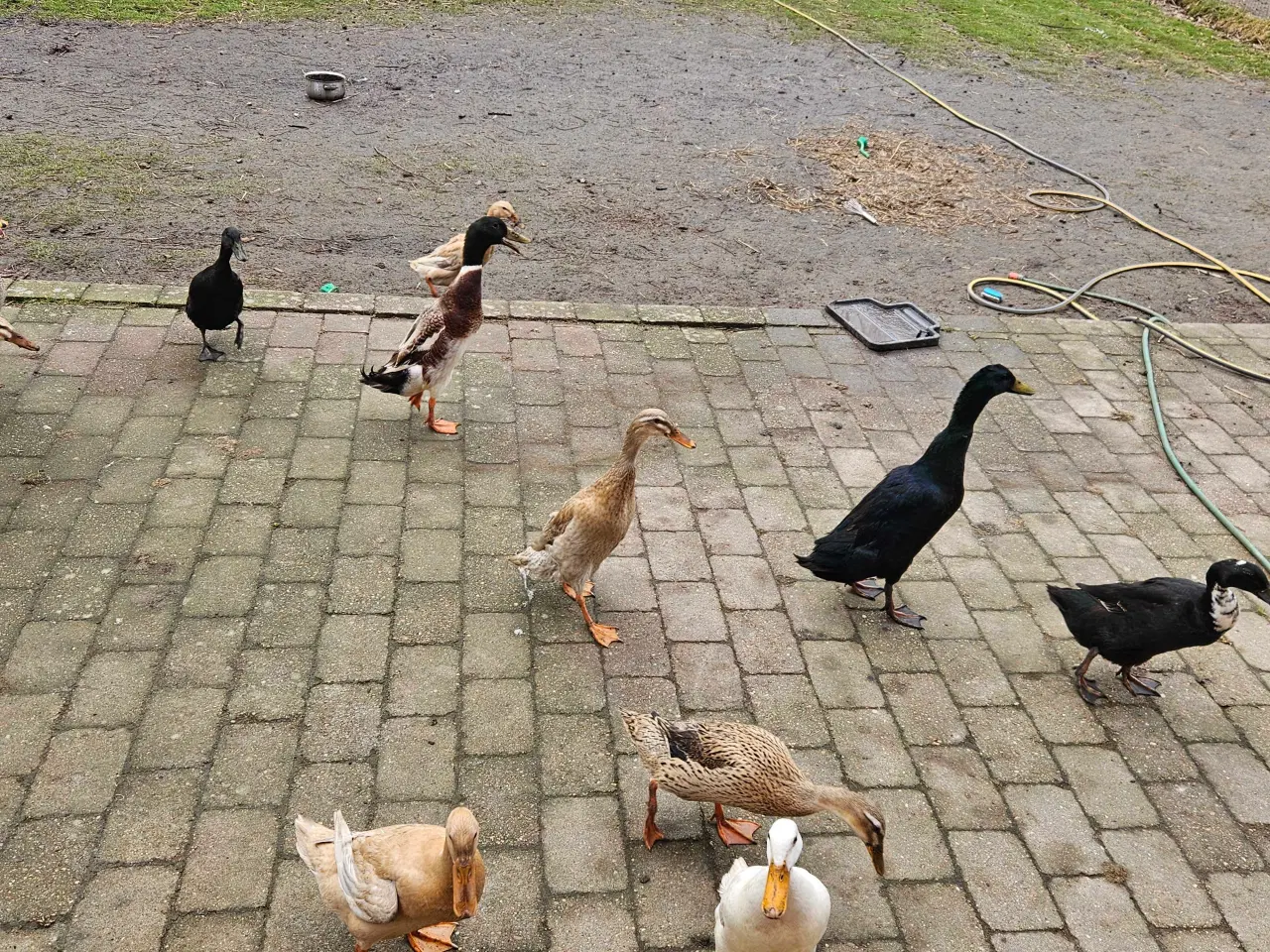 Billede 2 - Rugeæg fra løbeænder sælges