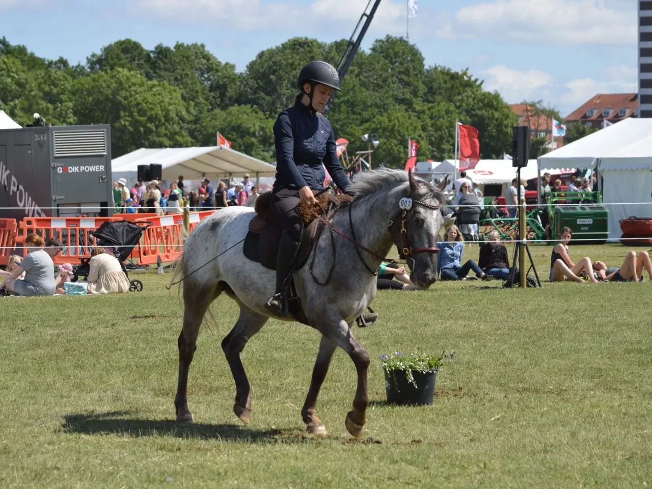 Billede 2 - F1 kåret knapstrupper kat 1 pony hoppe