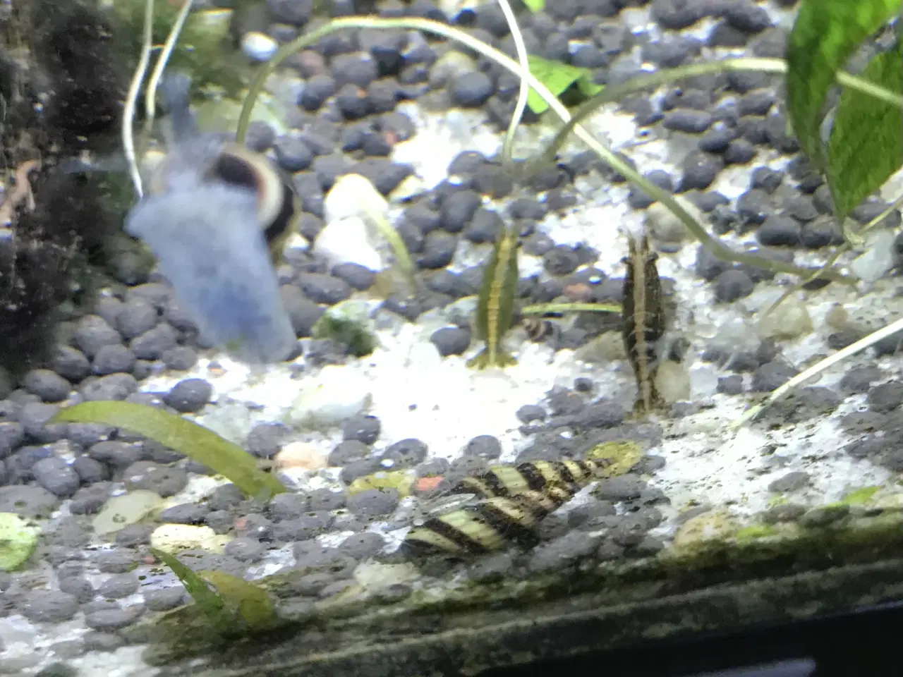 Billede 6 - 🐚 Helena-snegle Premium – 10 stk. | Sendes GLS