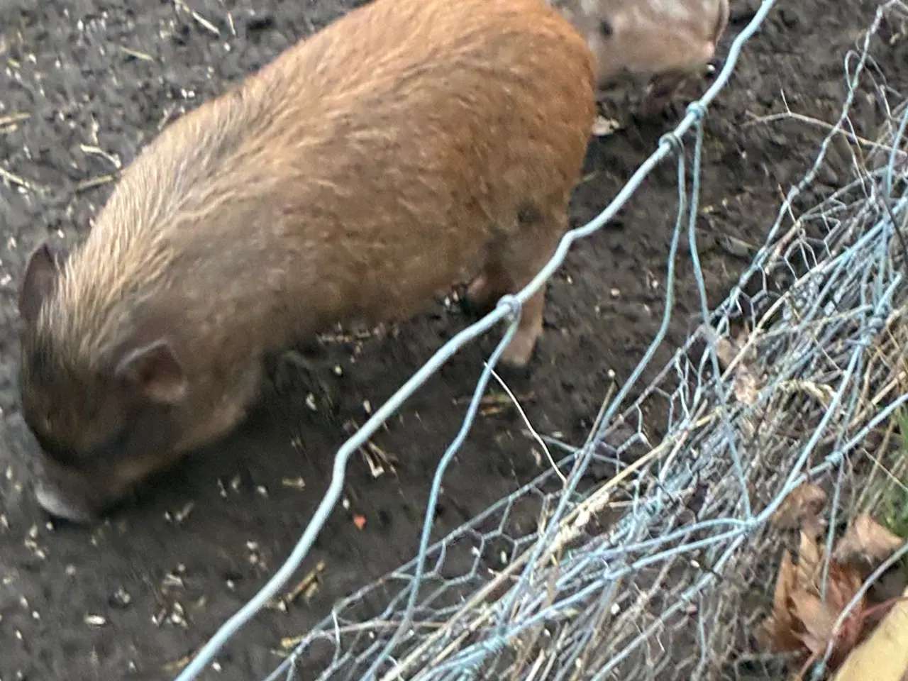 Billede 6 - Mini grise chippet og med papir