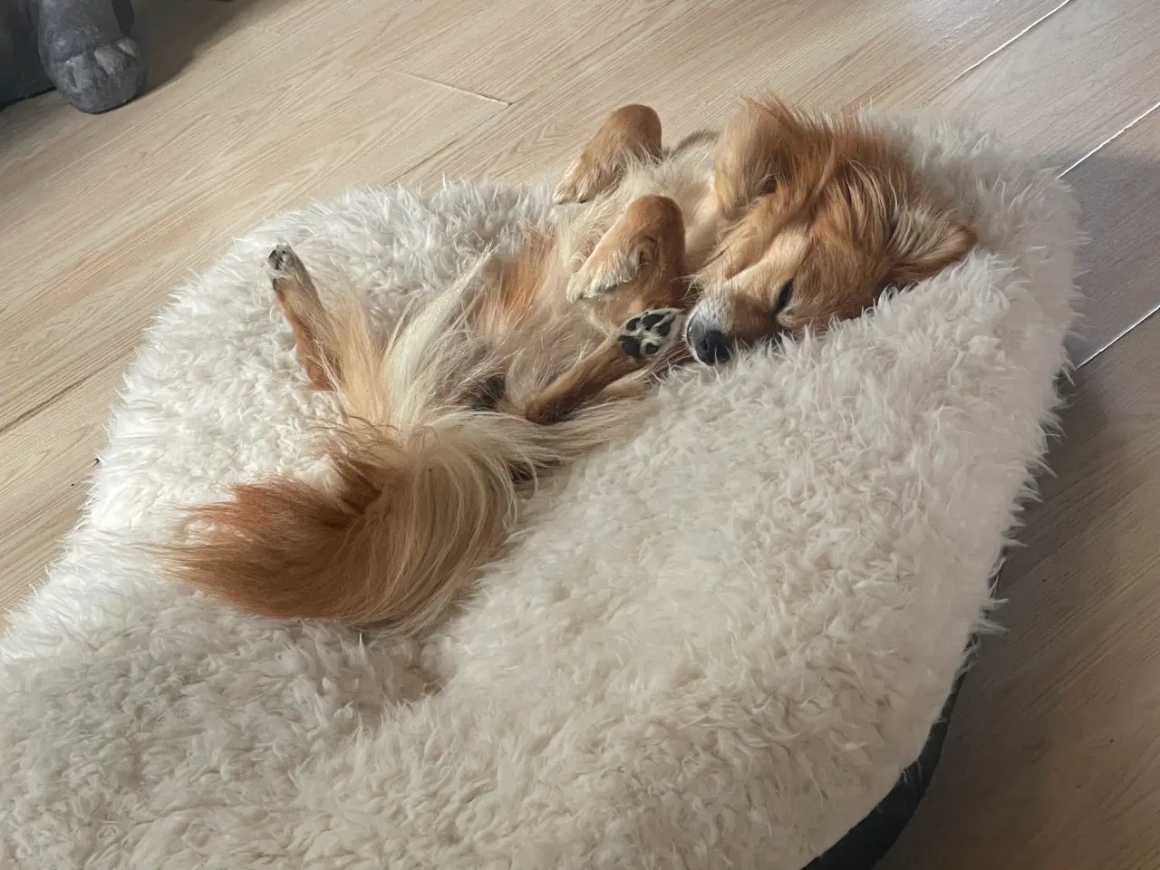 Billede 4 - Kærligste Milo 