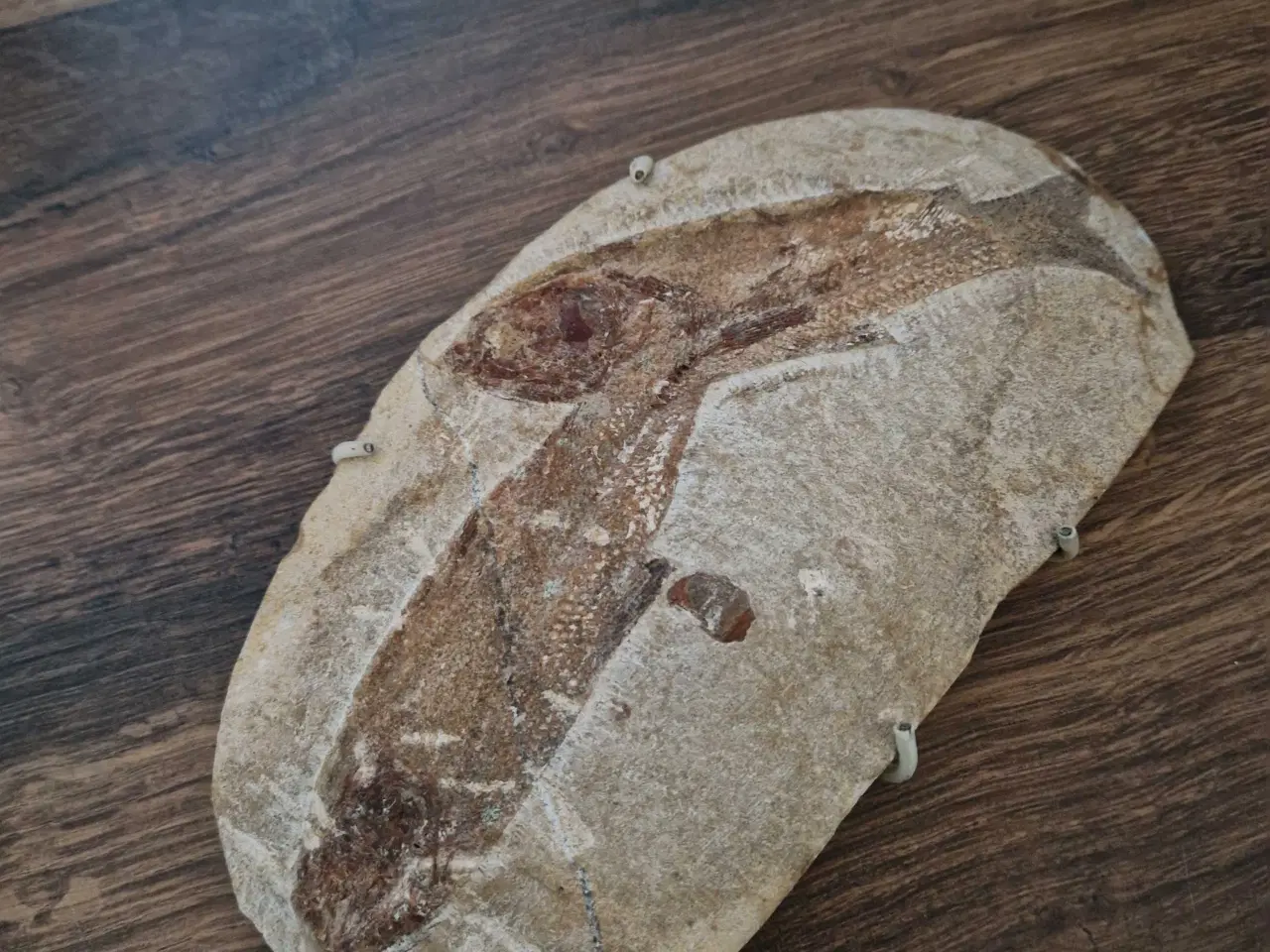 Billede 2 - Fossiler fra Brasilien fisk