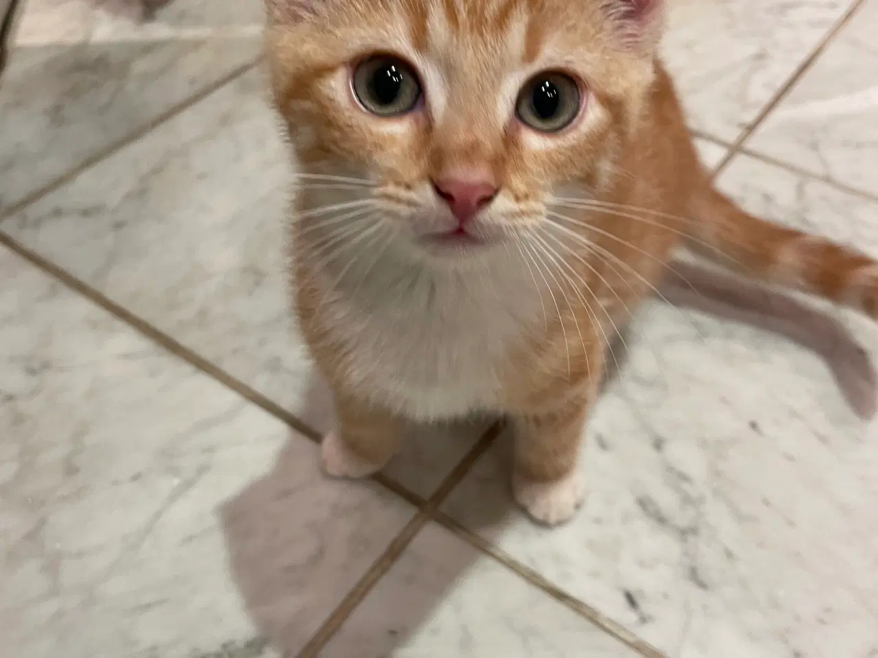 Billede 2 - Killinger