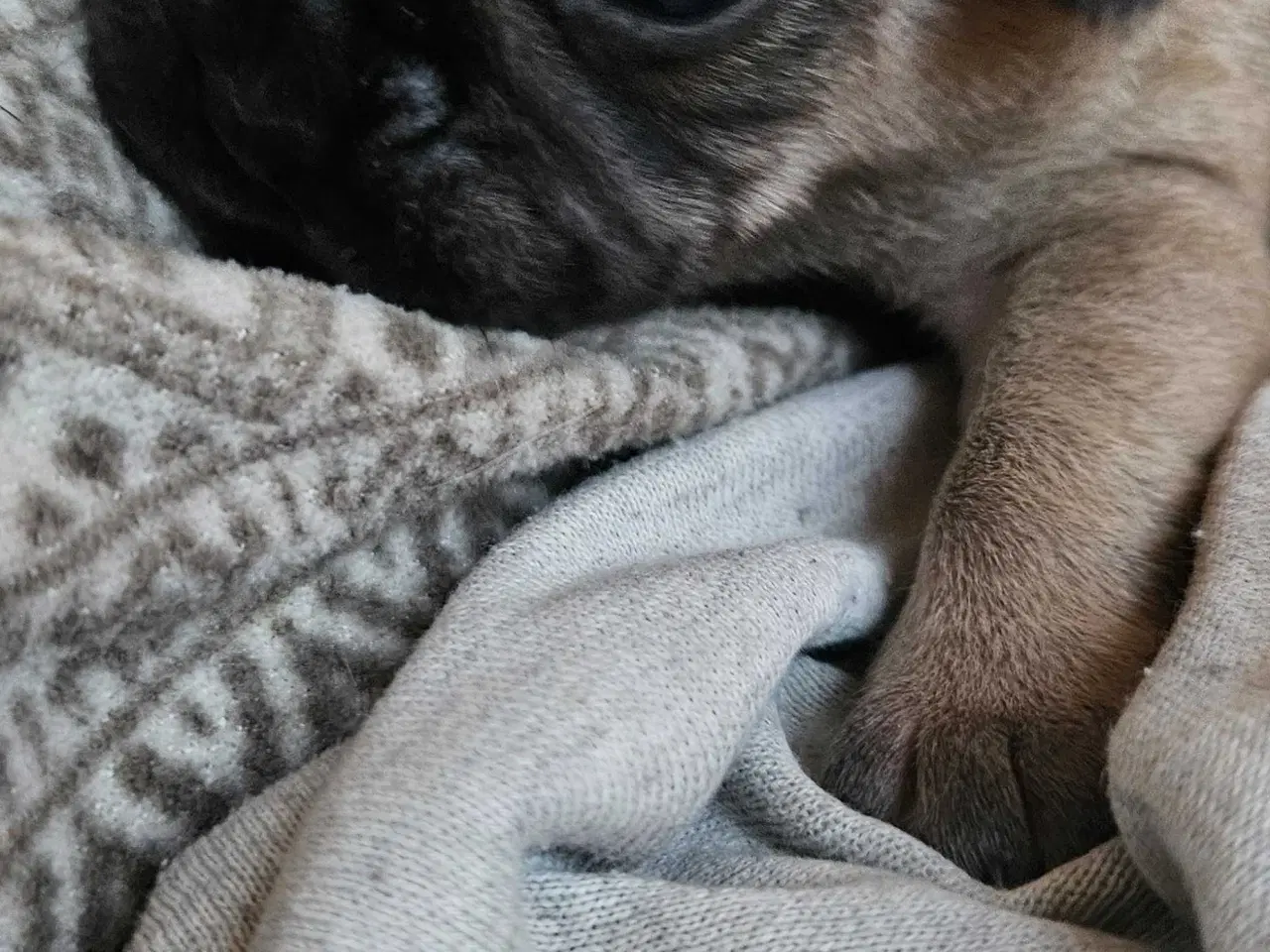 Billede 12 - Fransk bulldog og beagle blandinger født 30/10