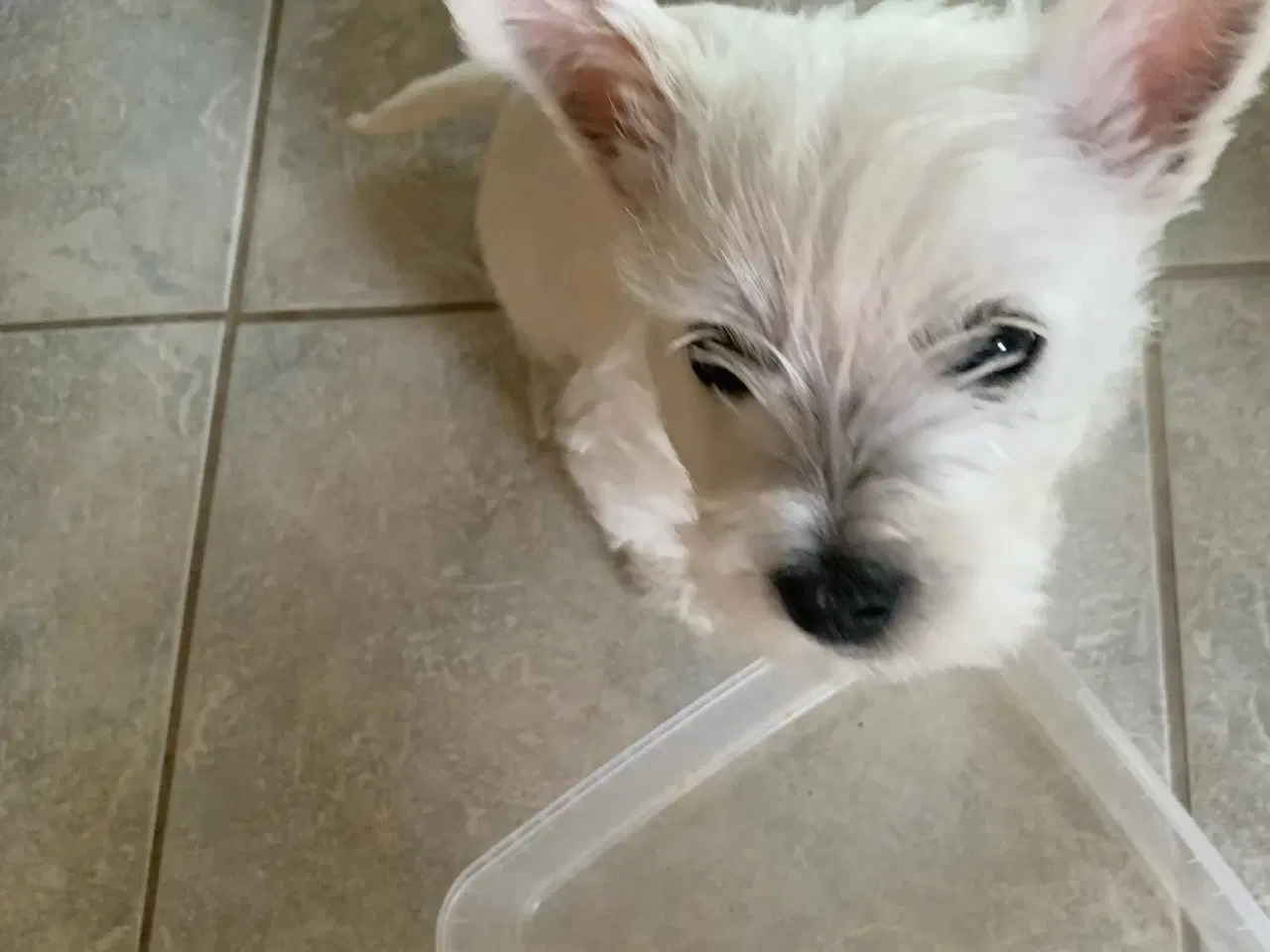 Billede 2 - West Highland White Terrier Westie hvalp sælges
