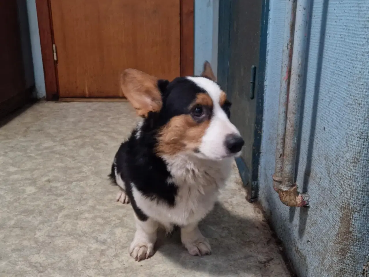 Billede 5 - Welsh corgi cardigan