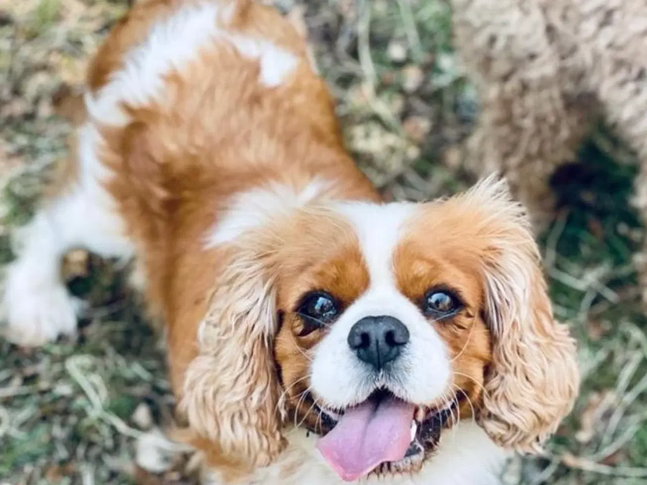 Billede 1 - Cavalier King Charles