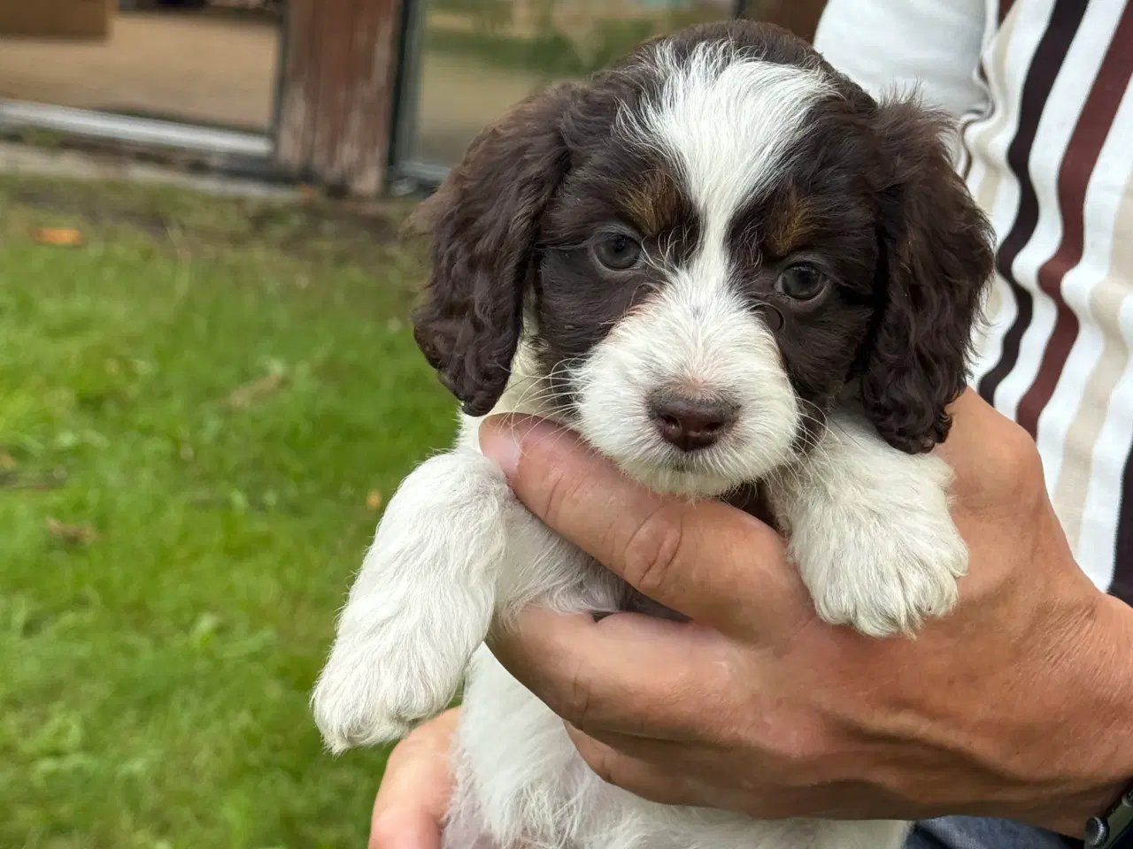 Billede 6 - Skønne Cockapoo hvalpe få tilbage