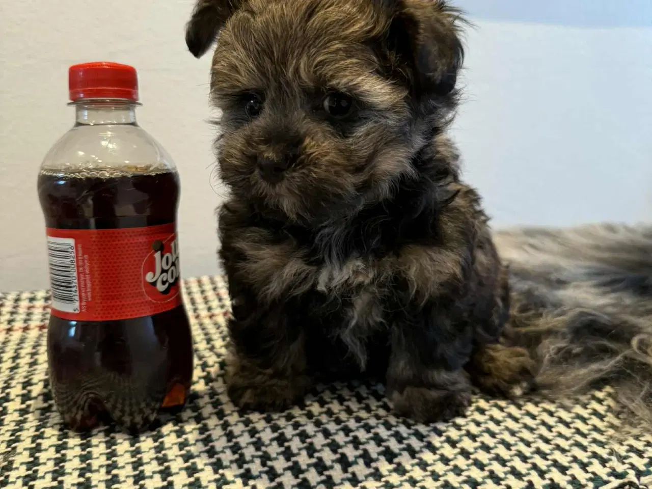 Billede 3 - Reserveret til Søndag Allergivenlig taskehund