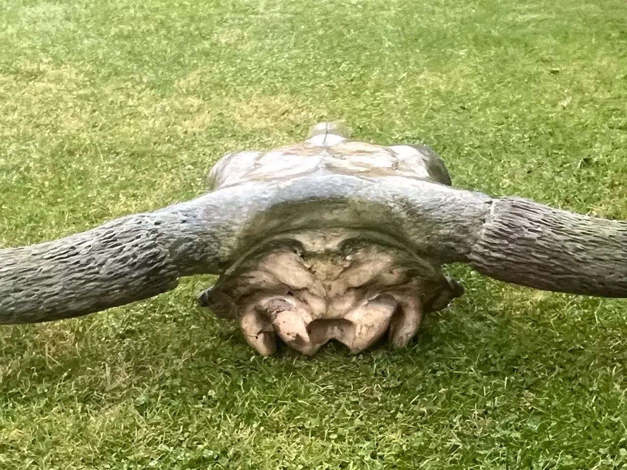 Billede 10 - Kranier fra kvæg typen Longhorn
