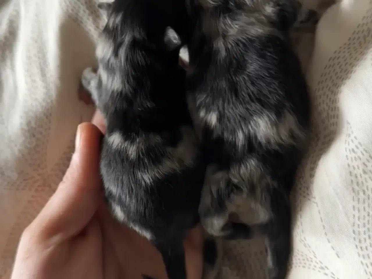 Billede 2 - Merle pomeranian 