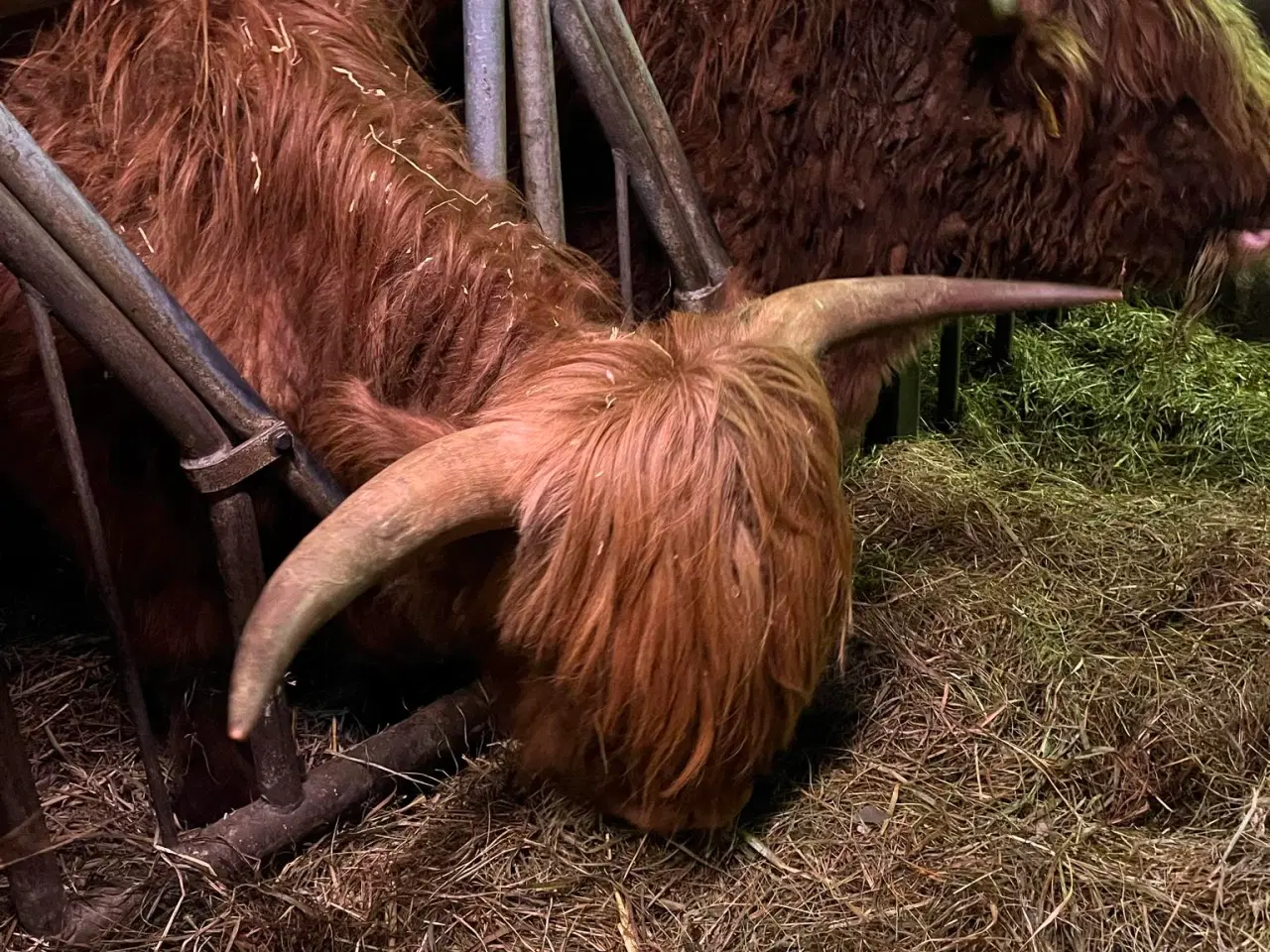 Billede 2 - Skotskhøjlands tyre fra 2022