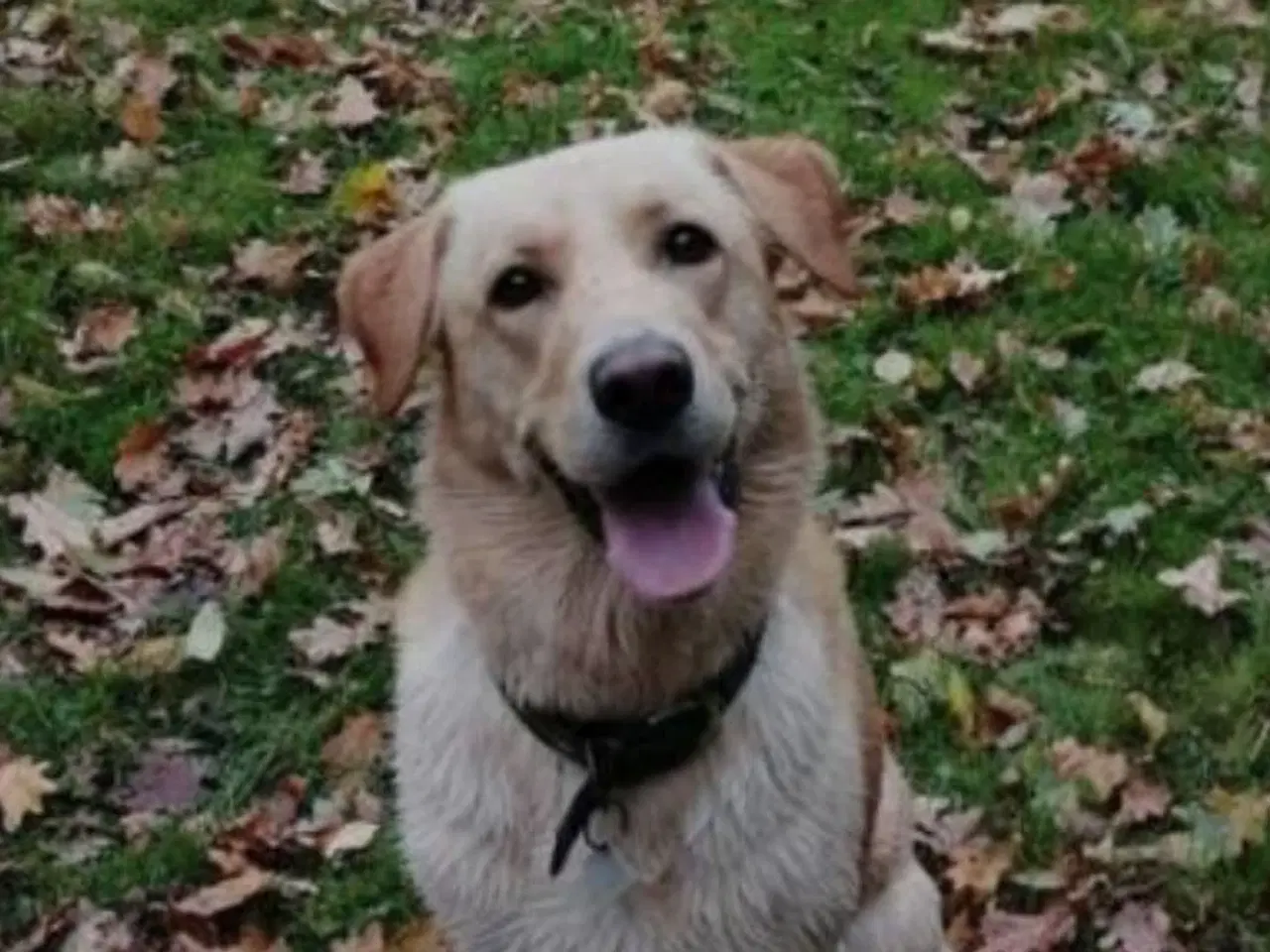 Billede 8 - Rulaber ( Labrador-Ruhåret hønsehund )