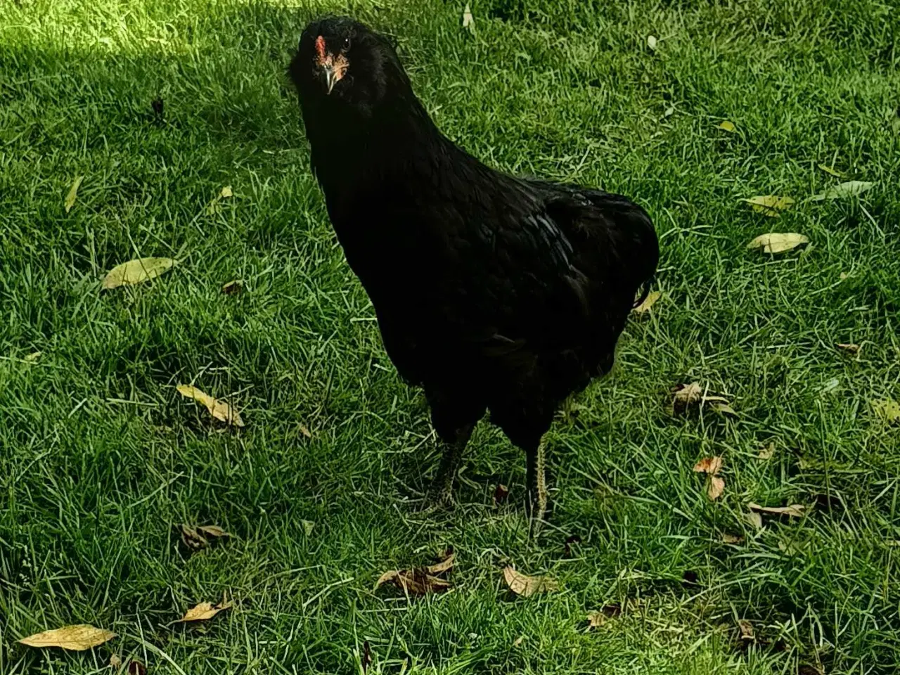 Billede 4 - Araucana hane