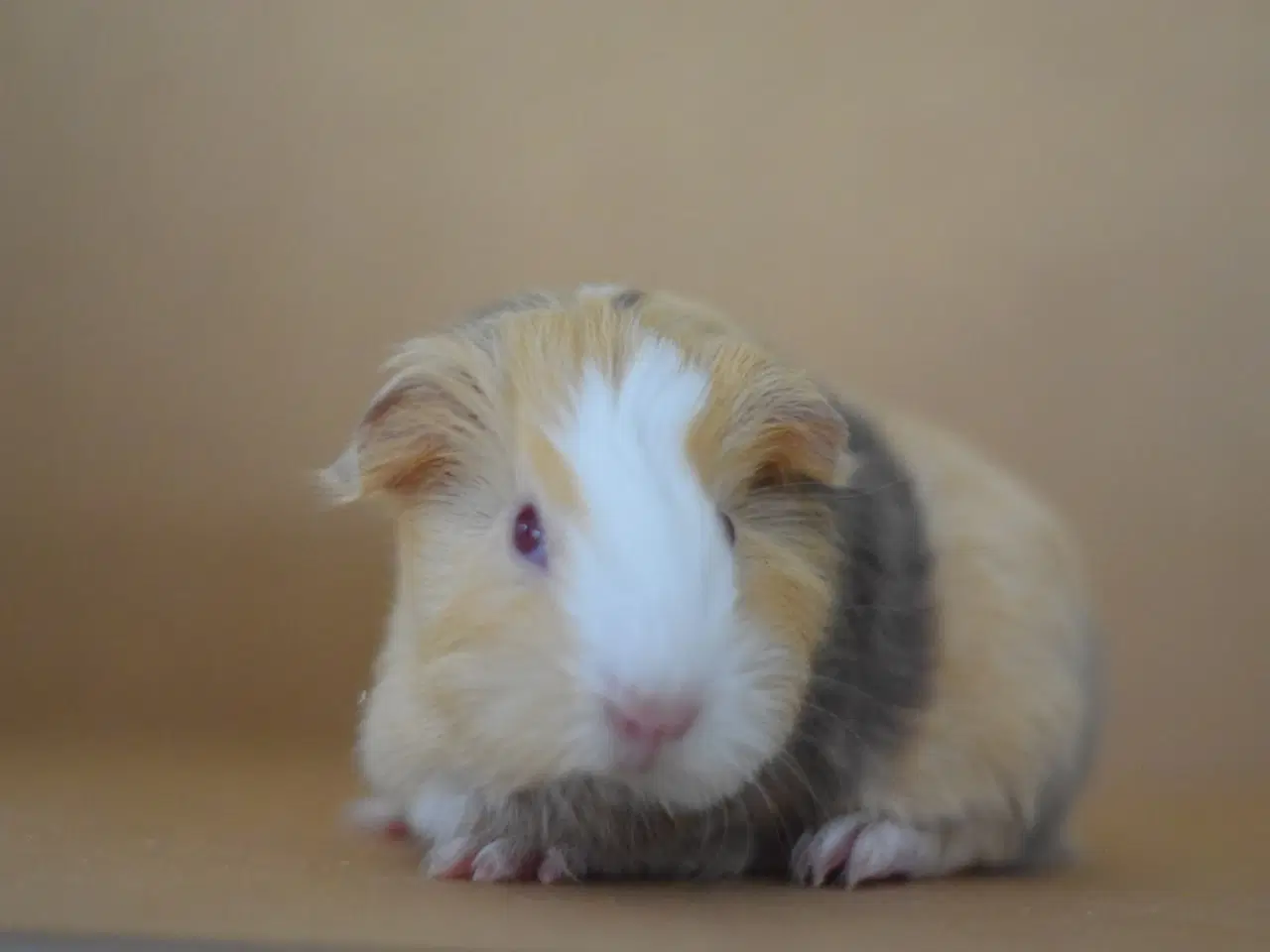 Billede 3 - Marsvin Sheltie