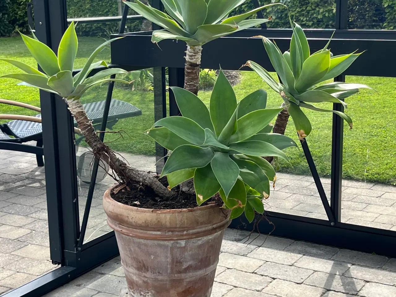 Billede 3 - Opstammet AGAVE Attenuata