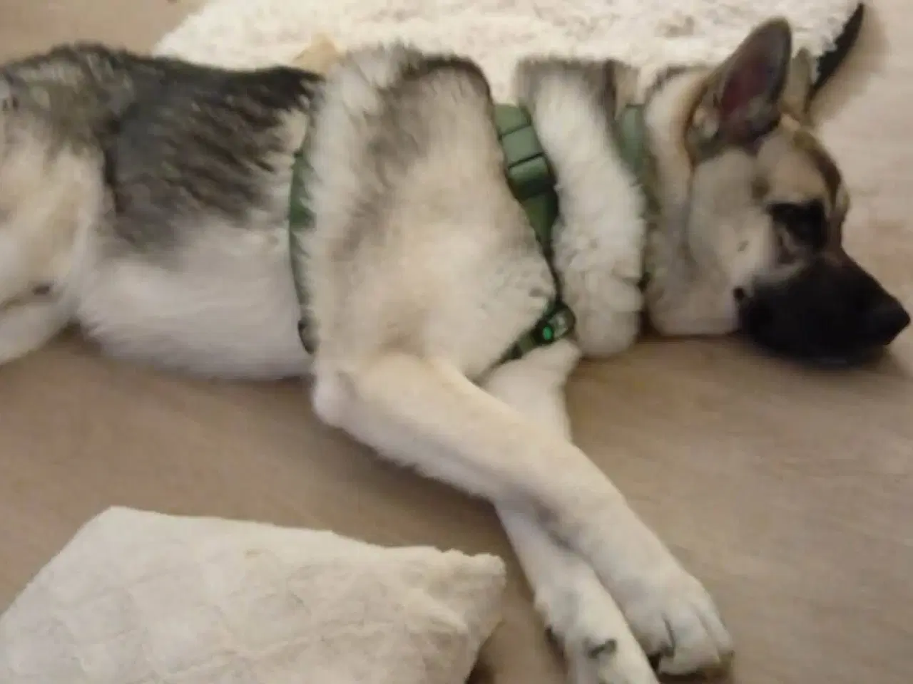 Billede 9 - Coda søger ny hjem 