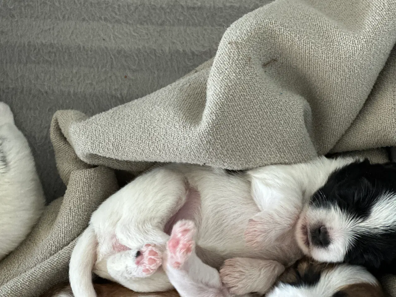 Billede 16 - Bichon Havanais-Jack Russel hvalpe