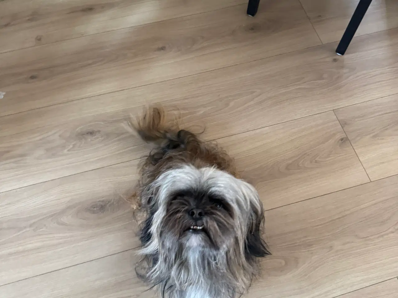 Billede 2 - Lhasa apso han 