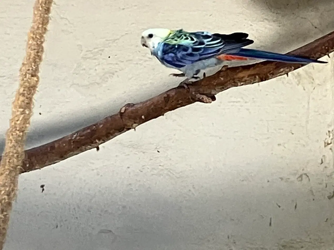 Billede 7 - 9 STK. DEJLIGE ROSELLAER TIL SALG