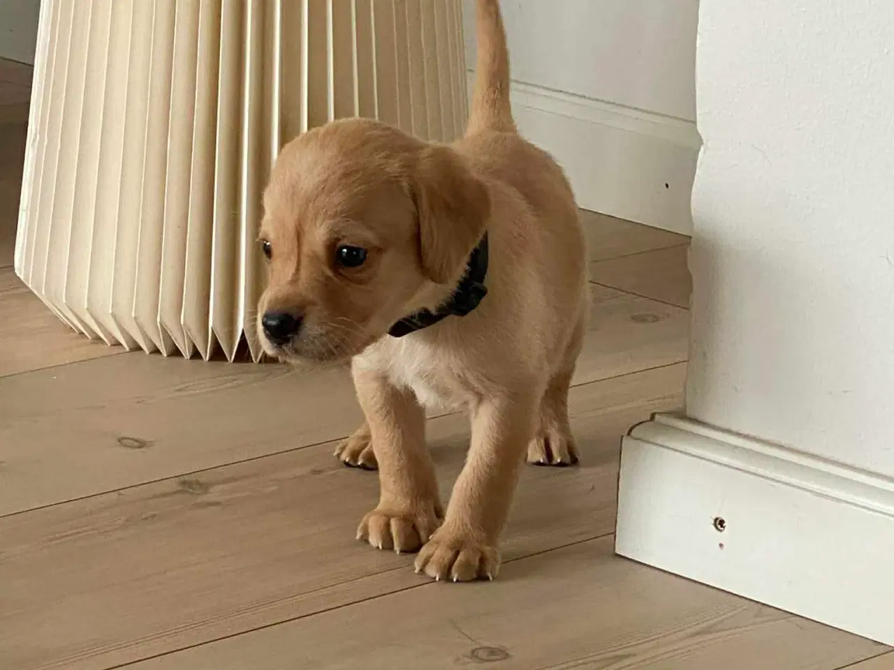 Billede 4 - Springador hvalpe  