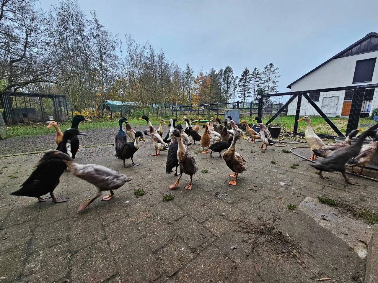 Billede 3 - Løbeænder, Andrikker