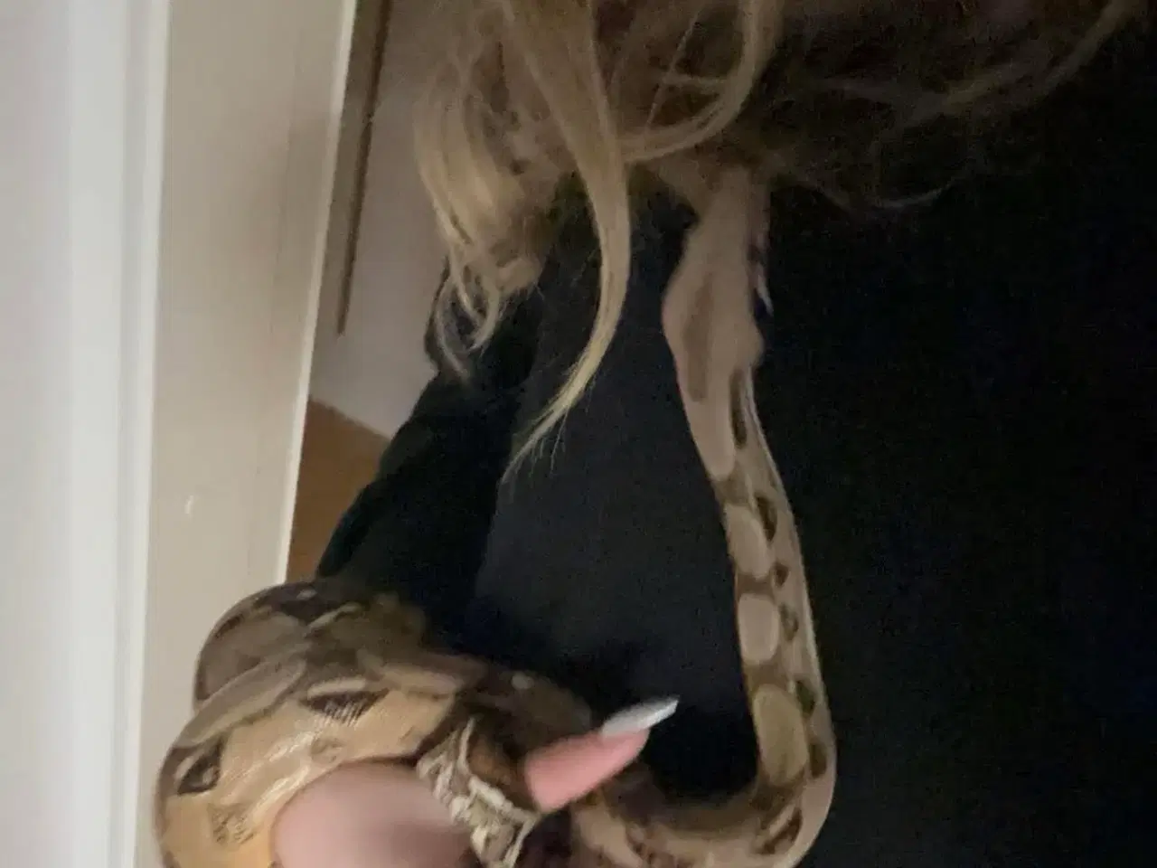 Billede 1 - Boa constrictor+terrarie 