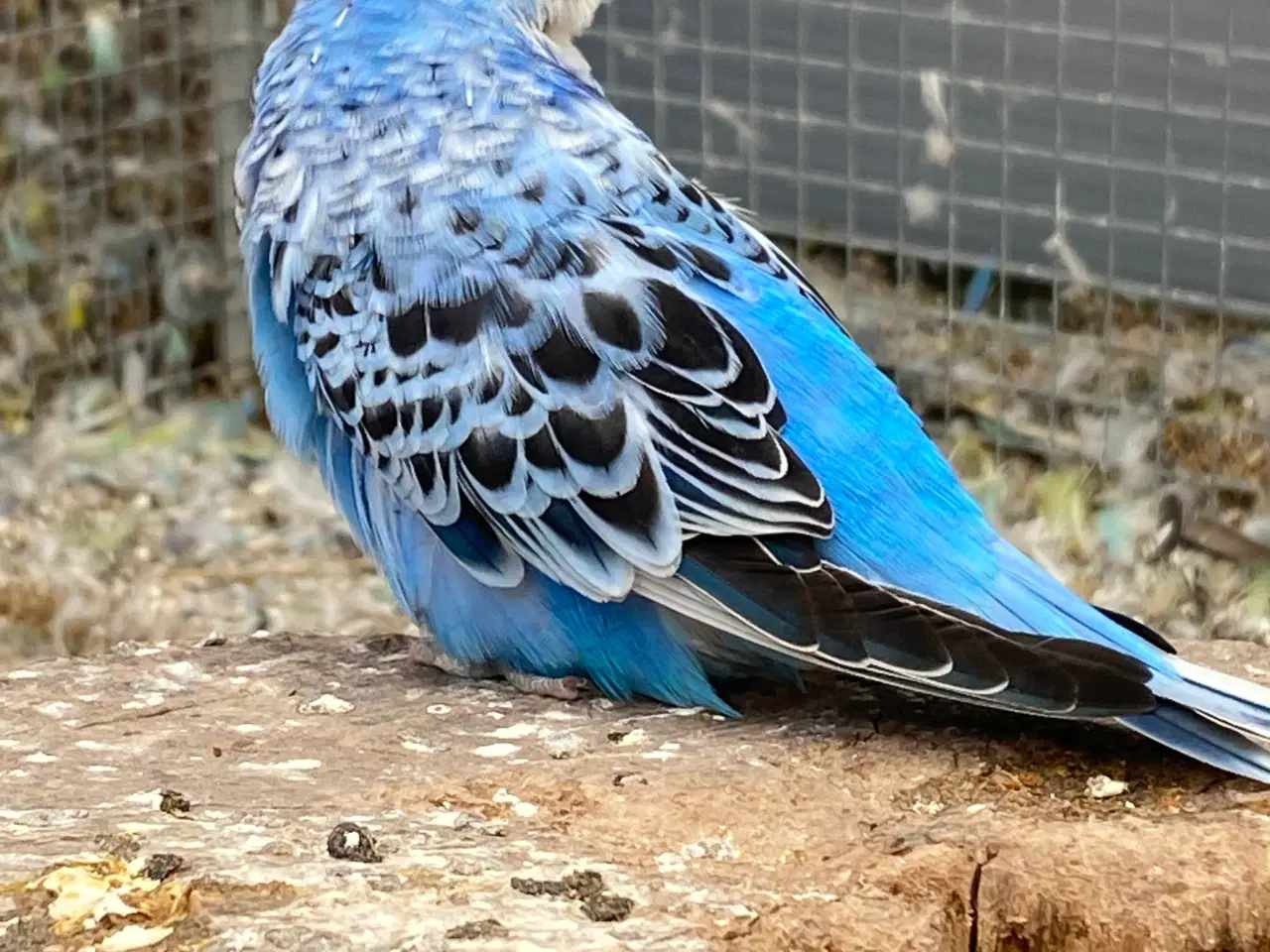 Billede 2 - Smuk viol opaline 