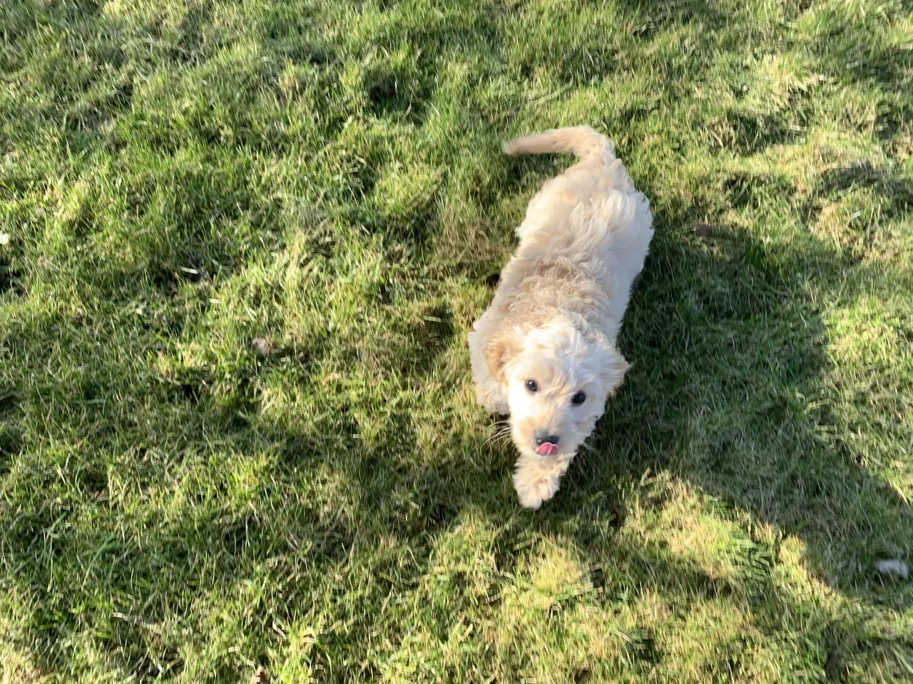 Billede 14 - Amerikansk Cockerpoo F1b pige 