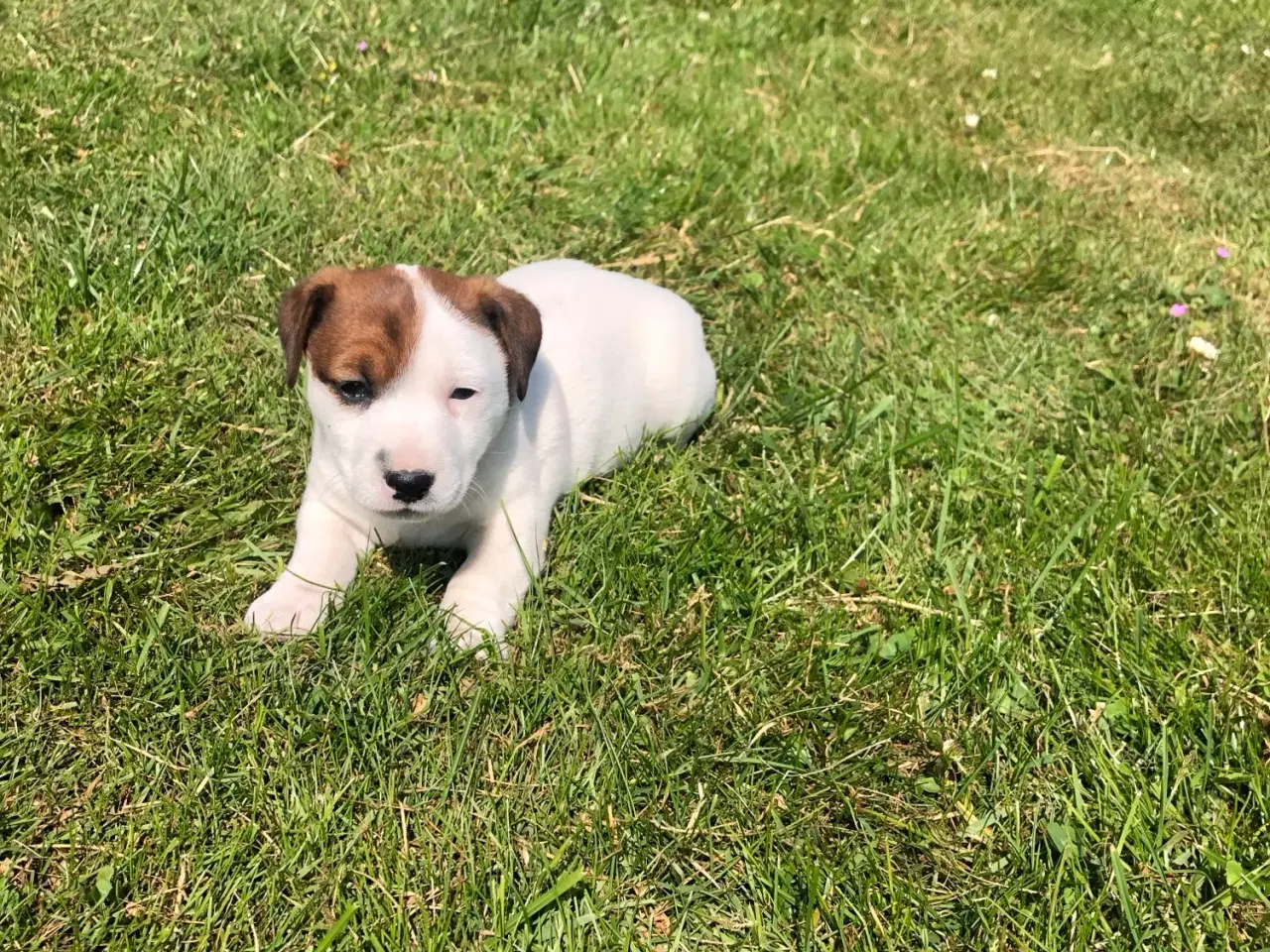 Billede 4 - Jack Russel Terrier
