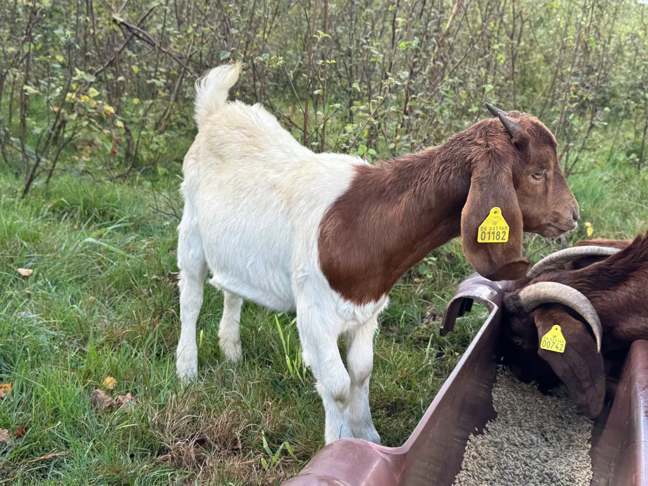 Billede 2 - Boer gimmer