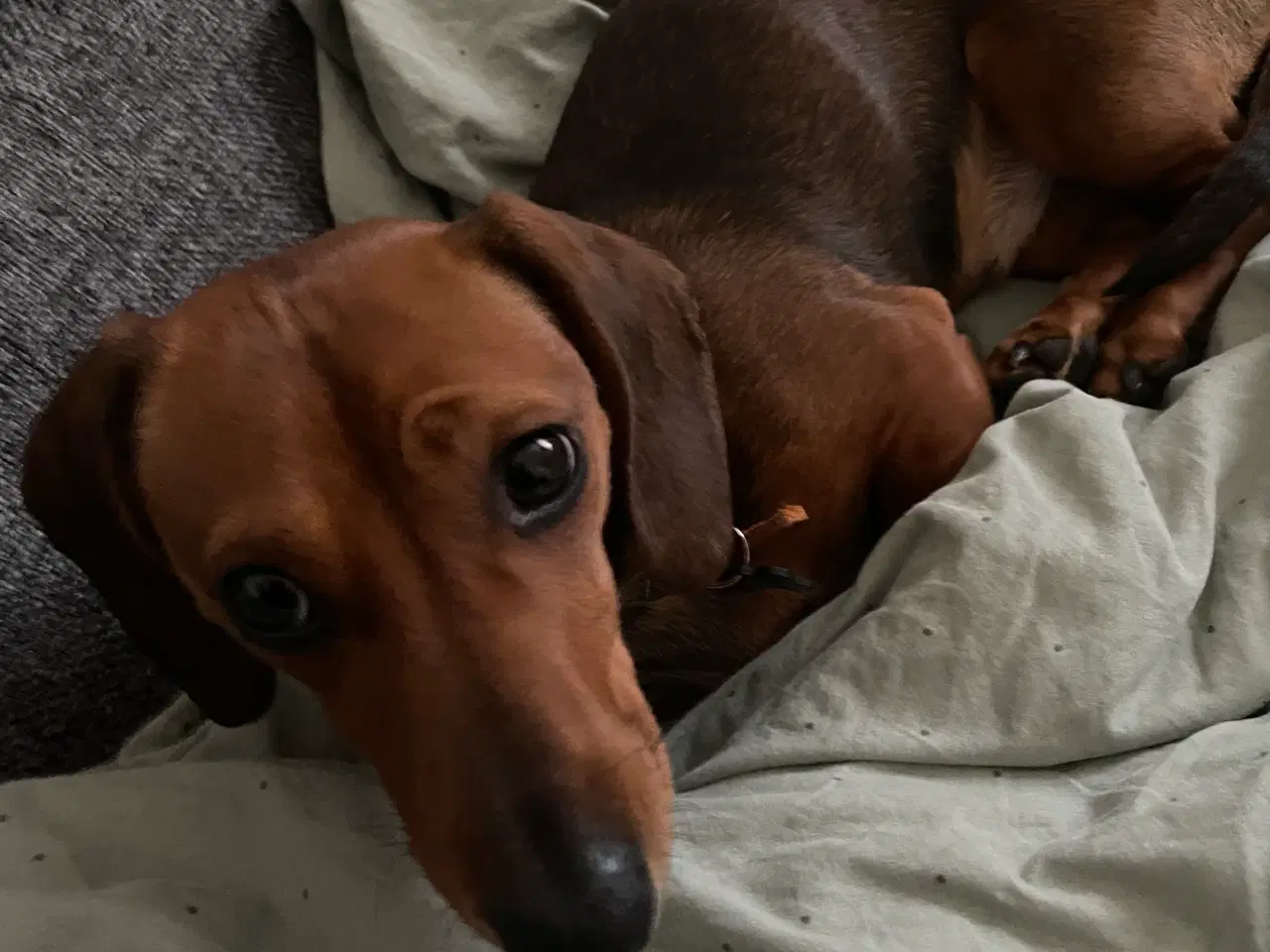 Billede 3 - Hundehvalp