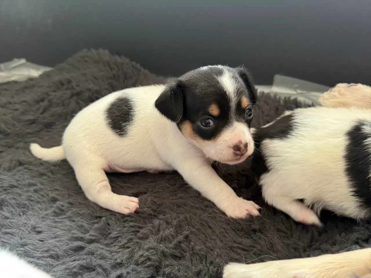 Billede 9 - Mini Pomaranin/papillon 