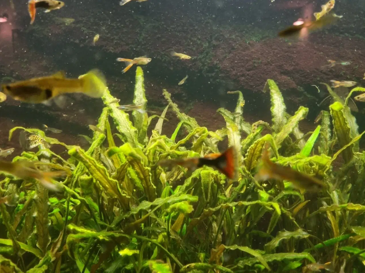 Billede 1 - Akvarieplaner Cryptocoryne, Vallisneria