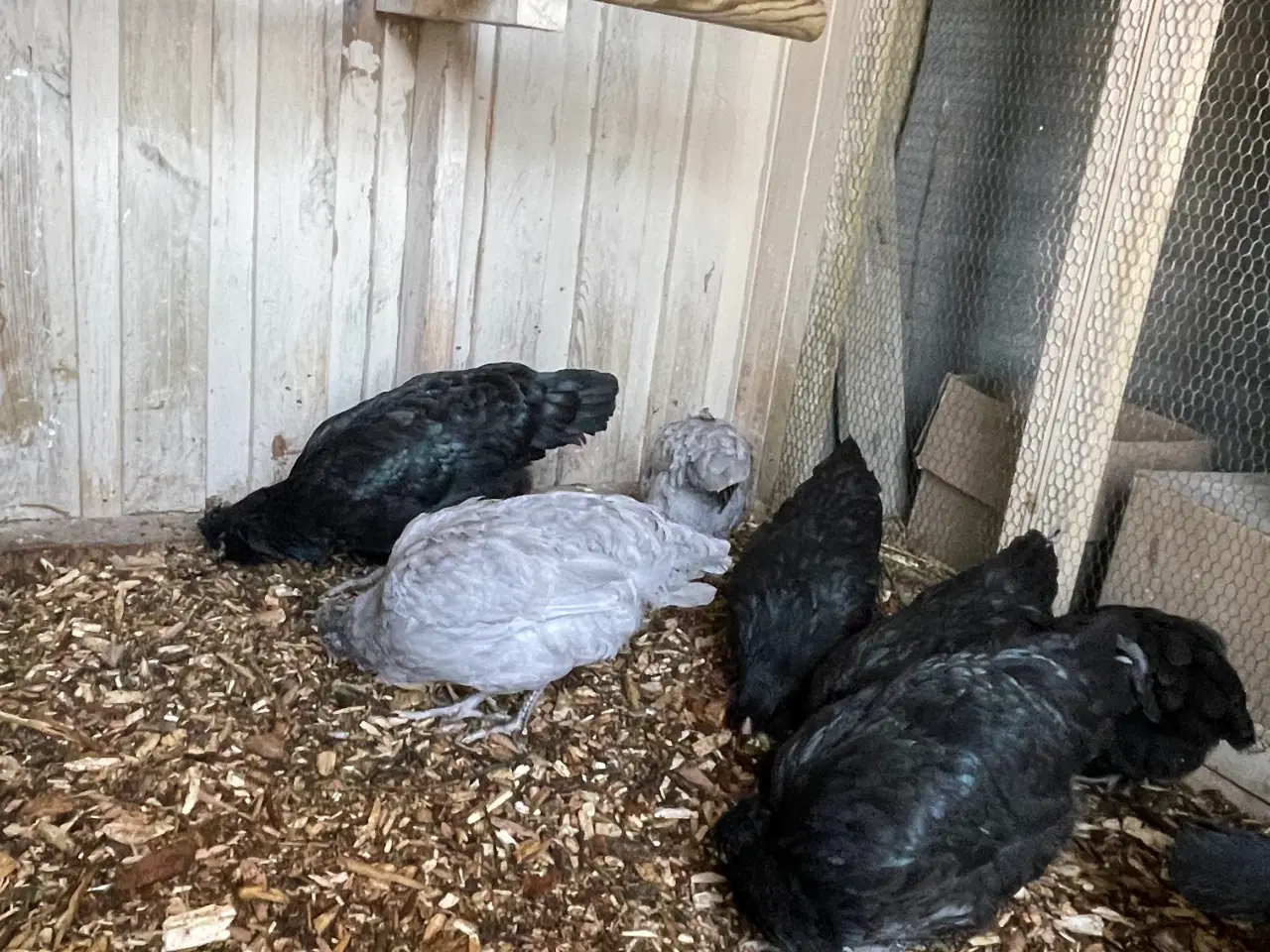 Billede 2 - Engelsk Araucana hønekyllinger 