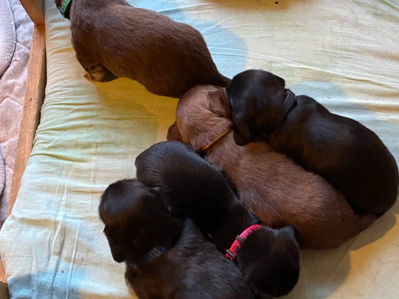 Billede 1 - Gravhund blanding 