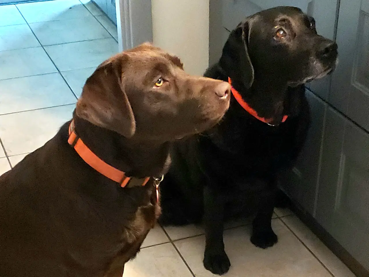 Billede 3 - Brune labrador retriver hvalpe