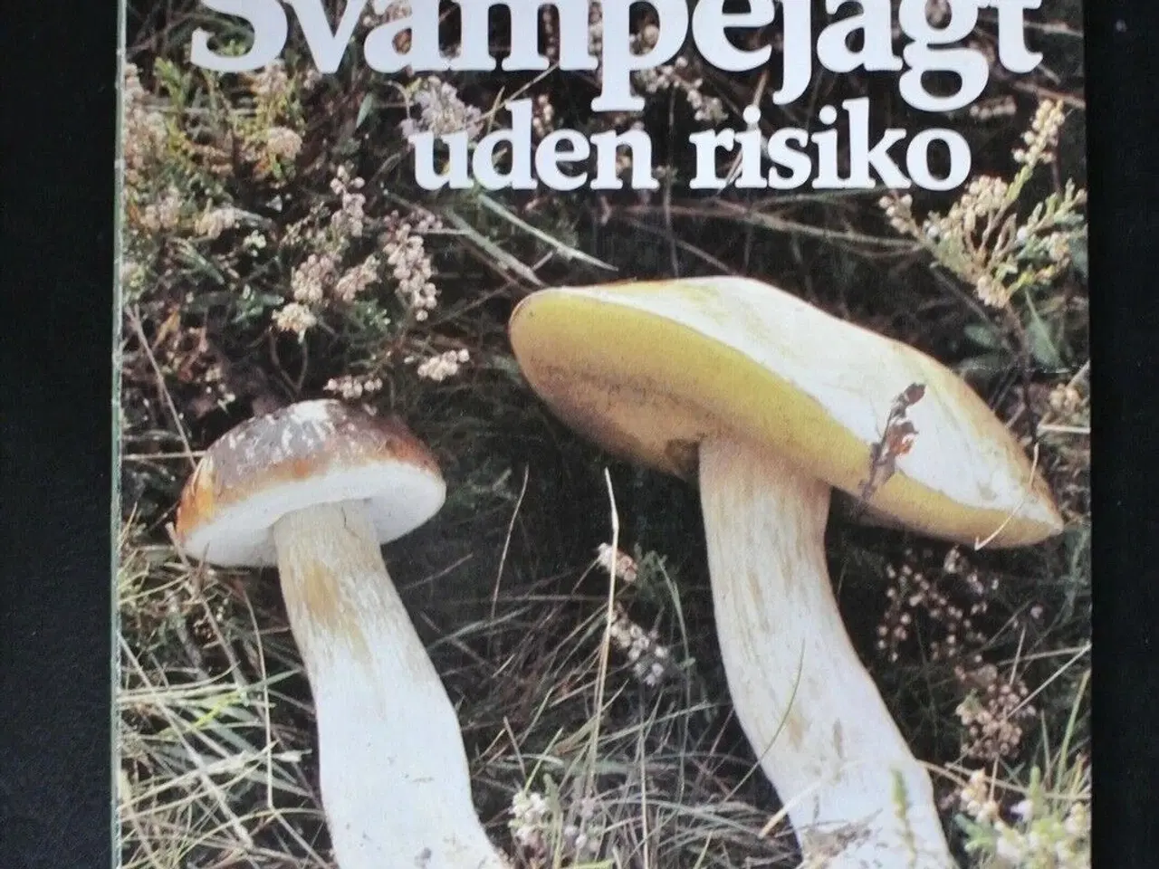 Billede 1 - svampejagt uden risiko, af ejgil tryel, emne: biol