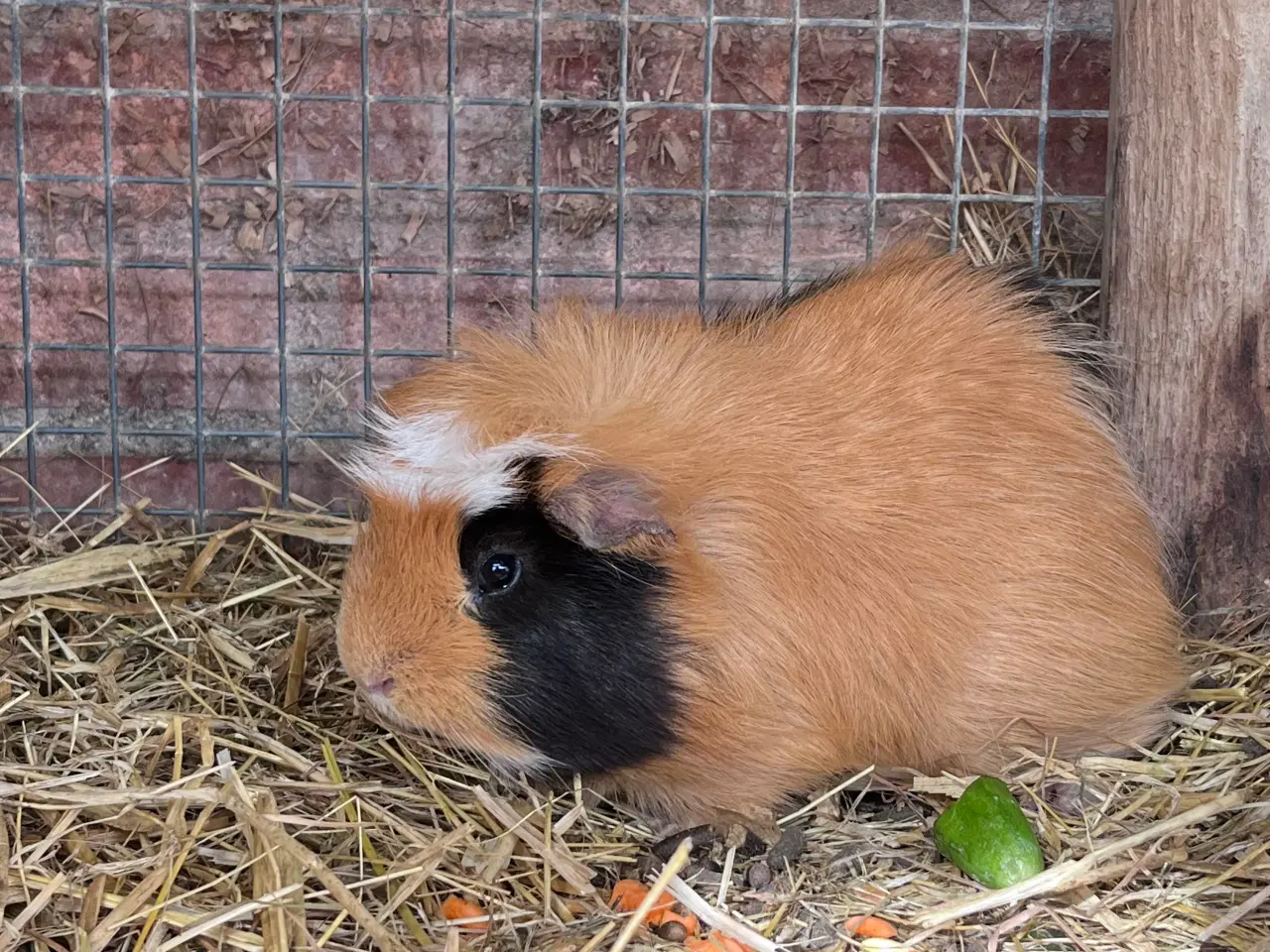 Billede 3 - Marsvine hanner